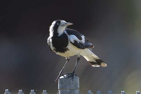 Magpie-lark