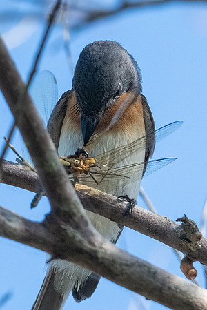 Leaden Flycatcher