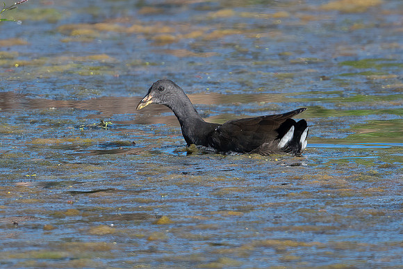 Dusky Moorhen