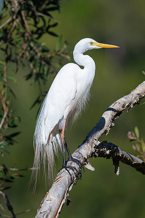 Intermediate Egret