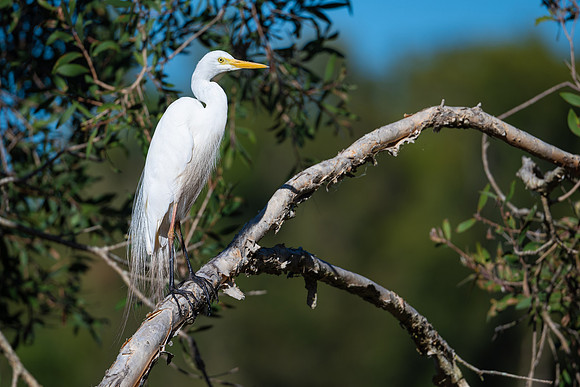 Intermediate Egret