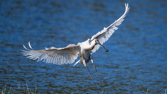 Royal Spoonbill