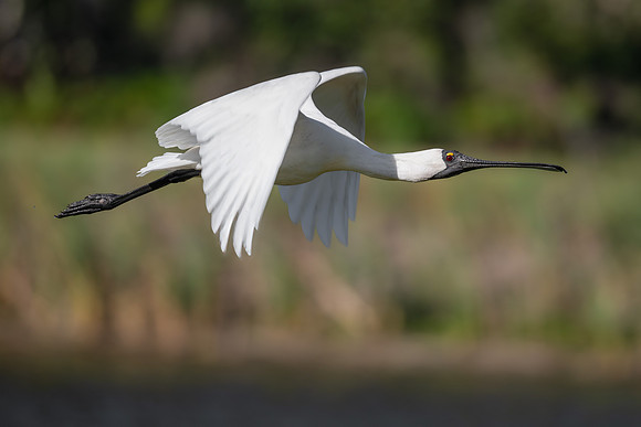 Royal Spoonbill