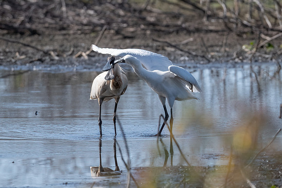 Royal Spoonbill