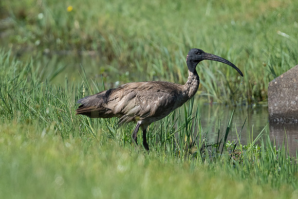 Australian White Ibis