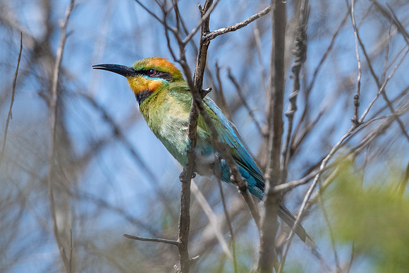 Rainbow Bee-eater