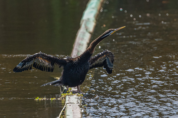 Australasian Darter