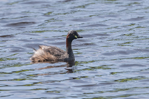 Australasian Grebe
