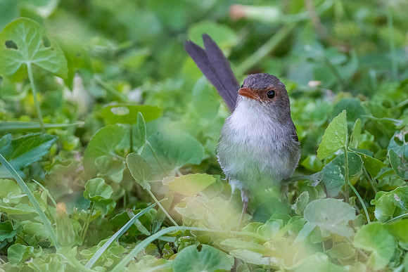 Variagated Fairywren