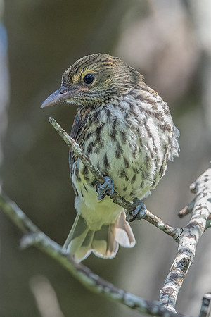 Olive-backed Oriole