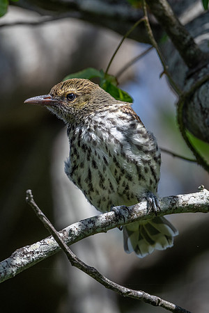 Olive-backed Oriole