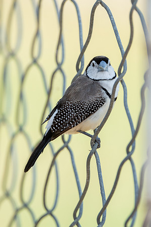 Double-barred Finch