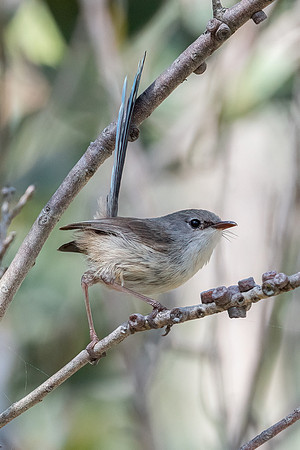 Variagated Fairywren