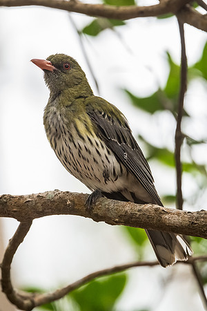 Olive-backed Oriole
