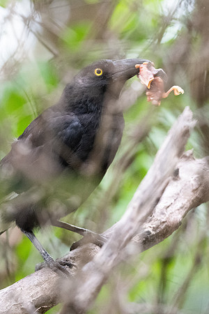 Pied Currawong