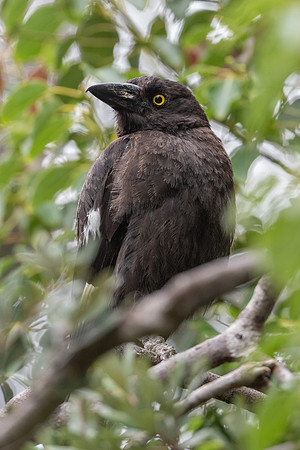 Pied Currawong