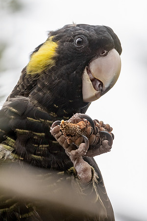Yellow-tailed Black Cockatoo