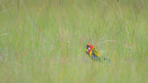 Eastern Rosella