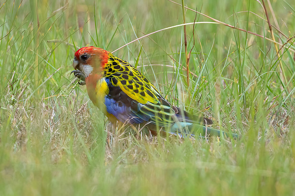 Eastern Rosella