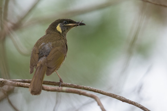 Lewin's Honeyeater