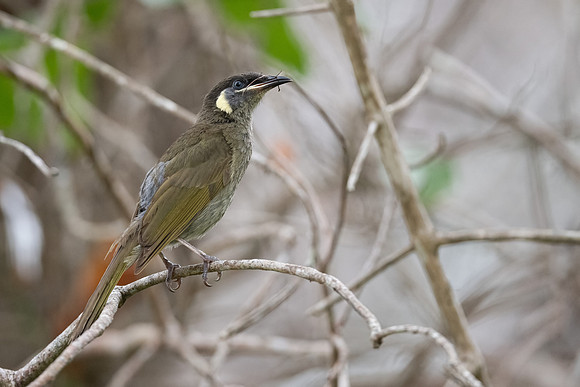 Lewin's Honeyeater