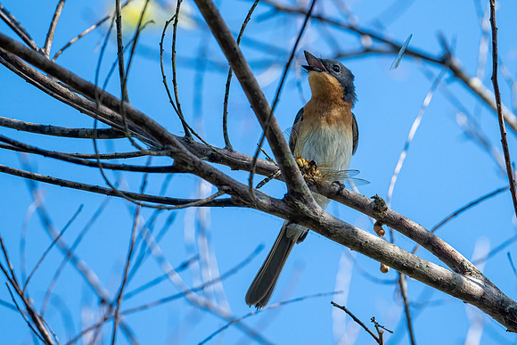 Leaden Flycatcher