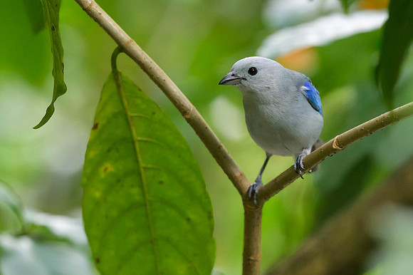 Blue-Gray Tanager
