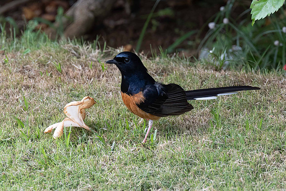 White-rumped Sharma