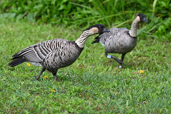 Hawaiian Goose