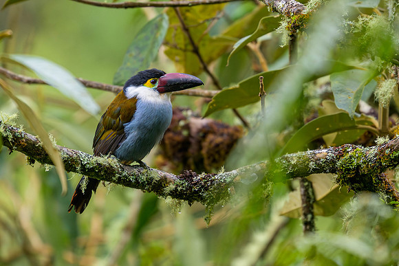 Black-billed Mountain Toucan