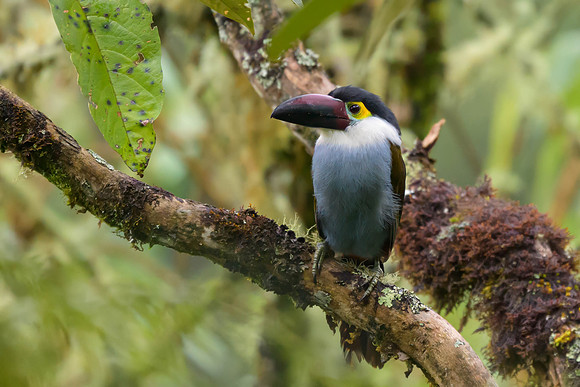 Black-billed Mountain Toucan