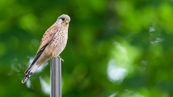 Eurasian Kestrel