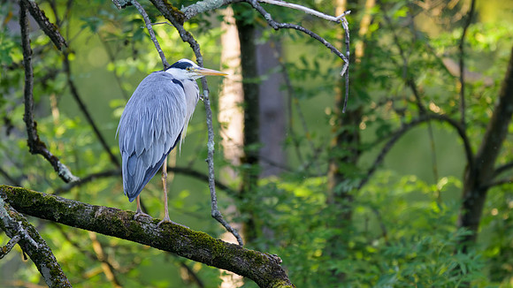 Gray Heron