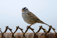 White-crowned Sparrow