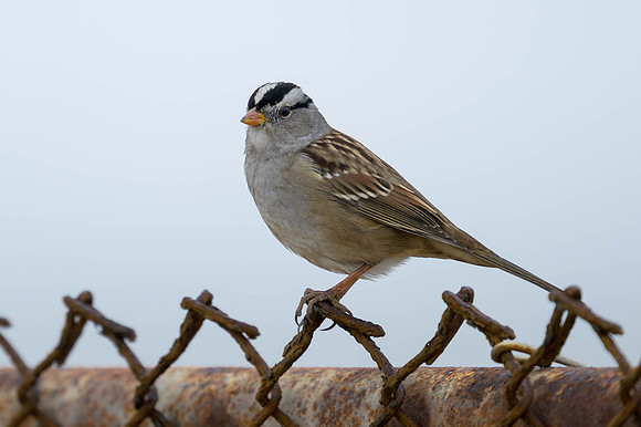 White-crowned Sparrow
