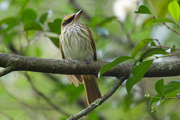 Streaked Flycatcher