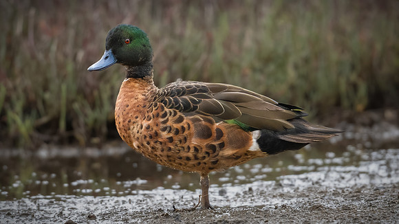 Chestnut Teal