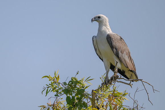 White-bellied Sea Eagle