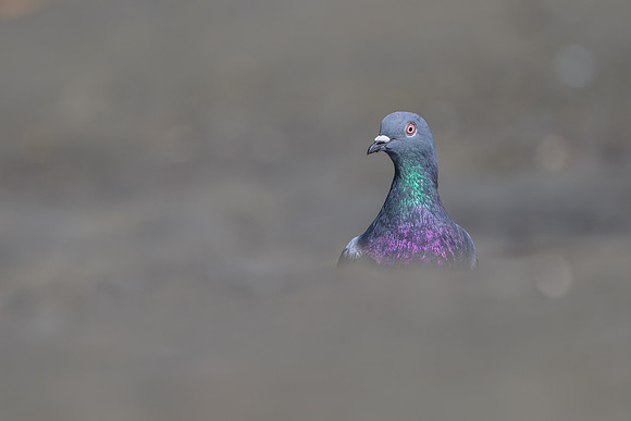 Rock Dove
