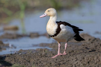Radjah Shelduck
