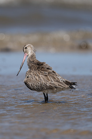 Bar-tailed Godwit