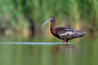 Glossy Ibis