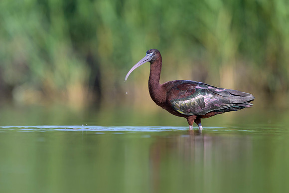Glossy Ibis