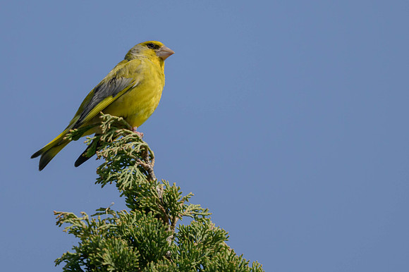 European Greenfinch