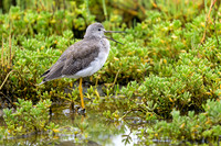 Greater Yellowlegs