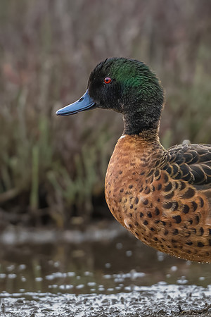 Chestnut Teal