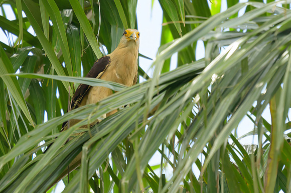 Yellow-headed Caracara