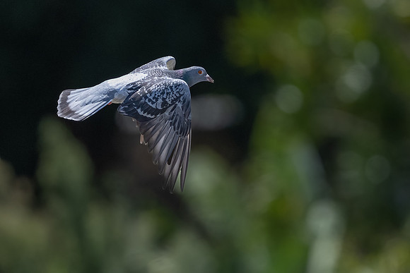 Rock Dove