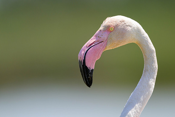 Greater Flamingo
