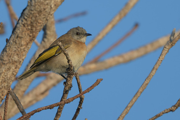 Rufous-banded Honeyeater